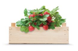 Kit de culture de fraises